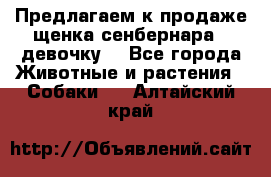 Предлагаем к продаже щенка сенбернара - девочку. - Все города Животные и растения » Собаки   . Алтайский край